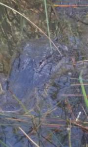 12439085_557333743803_7292018001388828814_n