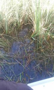 12507516_557333718853_3166775644081729306_n