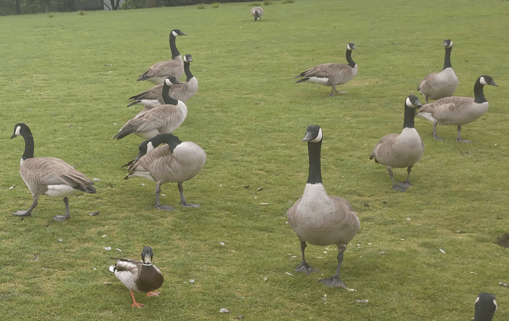 Geese 3.png